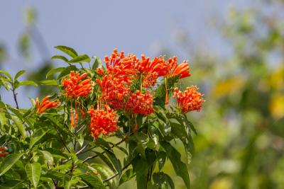炮仗花,小号,自然,天空,水平画幅,绿色,橙色,无人,野生植物,活力