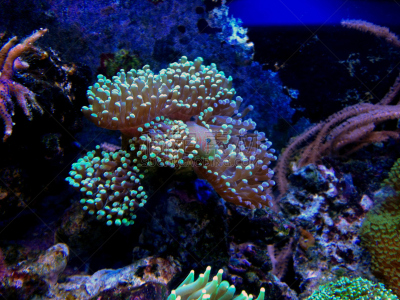 虾虎鱼,绿色,小丑,在下面,水,水平画幅,形状,无人,水下,明亮