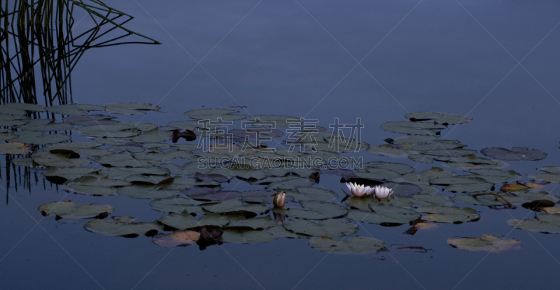 芦苇,百合花,夜晚,苇地,普通芦苇,地下水,梯牧草,香蒲,水洞湖,水