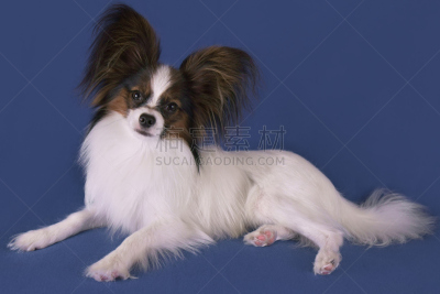 蝴蝶犬,蓝色背景,自然美,幼小动物,狗,水平画幅,小的,可爱的,无人,阿波罗蝶