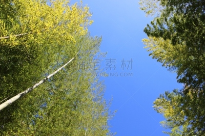 竹,日本,部分,金竹,视杆细胞,木本薄荷,门松,竹林,洞,水平画幅