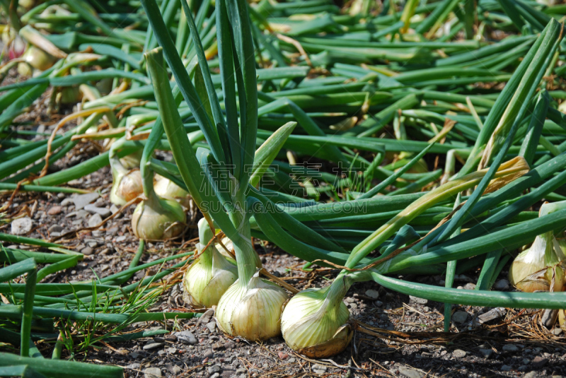 New Onions in a row