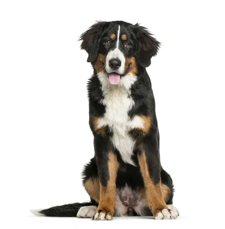 伯恩山犬 白色背景 6到7个月 比利时 动物主题 纯种犬 背景分离 肖像 狗 一只动物图片素材下载 稿定素材 伯恩山犬 白色背景 6到7个月 比利时 动物主题 纯种犬 背景分离 肖像 狗 一只动物图片素材下载 稿定素材
