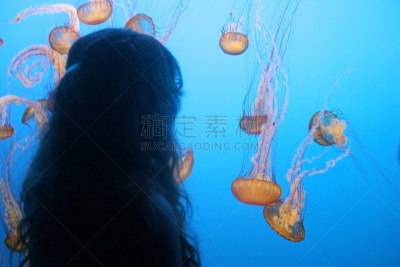 加利福尼亚,蒙特利,人,水族馆,人工饲养动物,一个人,图像,水母,美国,蒙特利海湾水族馆