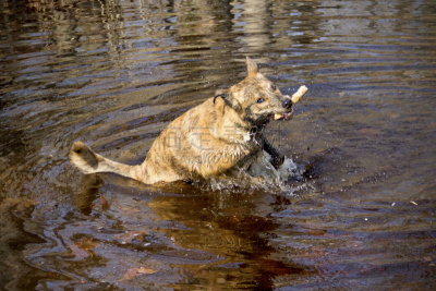 寻回（动物习性）,狗,vernal pools,褐色,棍,水,catahoula leopard dog,水平画幅,进行中,户外