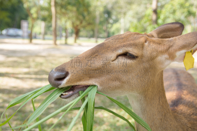 草,brow-antlered deer,公园,褐色,缅甸,琼不里省,水平画幅,户外,特写,泰国