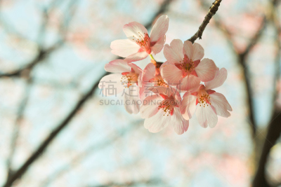 樱花,日本,春天,目黒区,亮色调,留白,新的,水平画幅,樱桃,特写