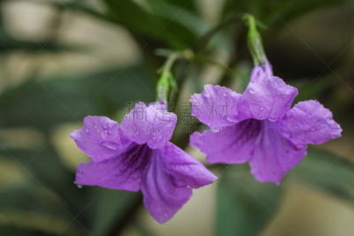 沙漠矮牵牛,矮牵牛花,留白,水平画幅,枝繁叶茂,夏天,户外,仅一朵花,明亮,植物