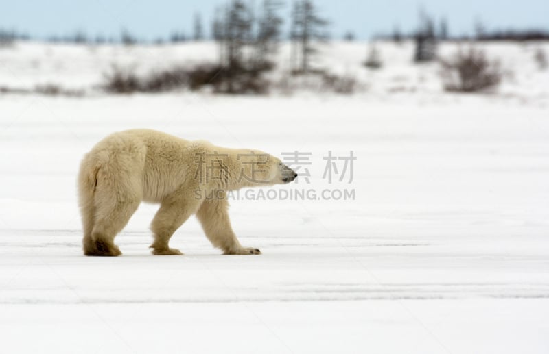 北极熊,自然,寒冷,野生动物,水平画幅,马尼托巴湖,雪,野外动物,户外,丘吉尔镇