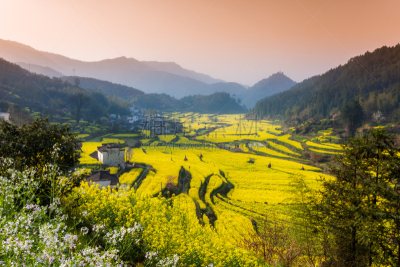 婺源,油菜花,过去,建筑外部,中国,仅一朵花,江西省,芸苔,自然,水平画幅