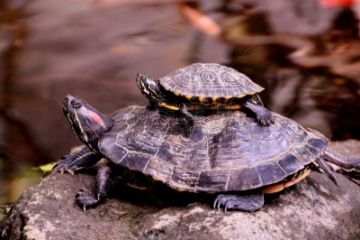 western painted turtle,海龟,野生动物,水平画幅,冷血动物,painted turtle,巴西龟,龟壳,爬行纲,动物