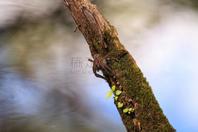 蜘蛛,螺旋沼泽避难所,野生动物,美国,水平画幅,无人,纳布勒斯,蜘蛛纲,沼泽,佛罗里达