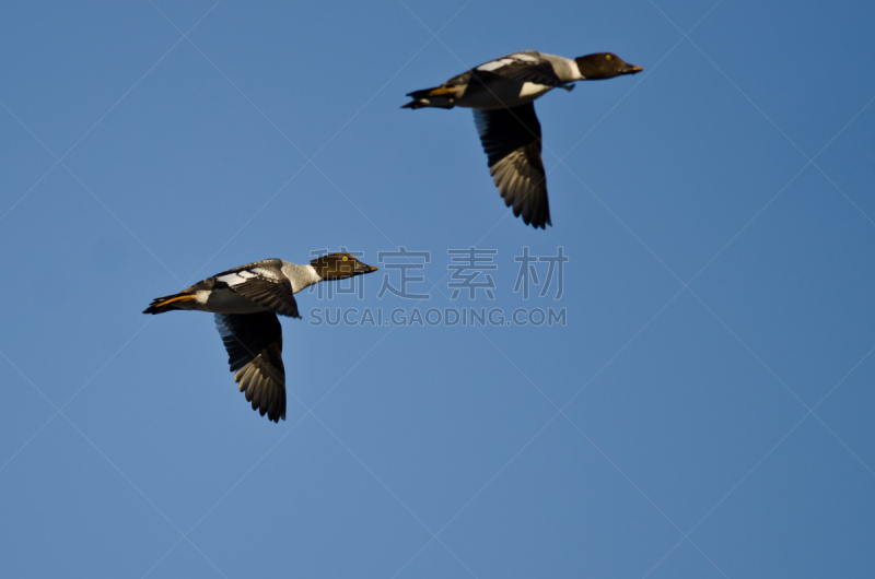 鹊鸭,两只动物,蓝色,鸭子,天空,黄金眼,自然,野生动物,水平画幅,飞