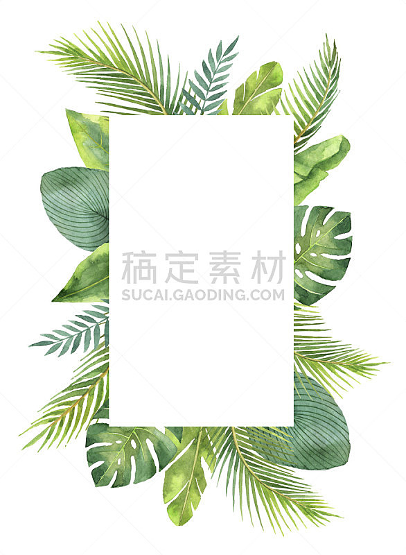 叶子,枝,白色背景,水彩画,分离着色,鸡尾酒,边框,热带植物图案,热带气候,枝繁叶茂