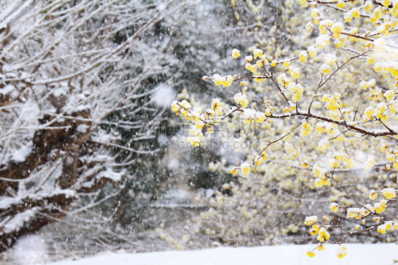 雪,蜡,李子,自然,寒冷,水平画幅,日本,户外,堆,白色