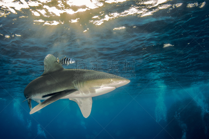 海洋白尖鲨,水,requiem shark,动物嘴,水平画幅,水下,埃及,鲨鱼,动物习性,pectoral fin