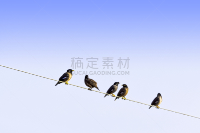 印度,家八哥,鹭管鱼,新德里,热带气候,野生动物,环境,翅膀,北美歌雀,动物群