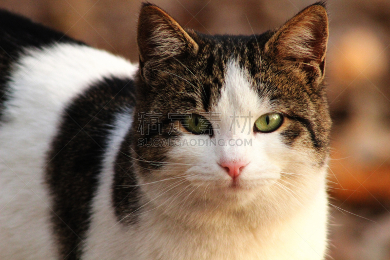 野生猫科动物,褐色,绿色眼睛,毛绒玩具,美,水平画幅,动物耳朵,动物身体部位,特写,白色