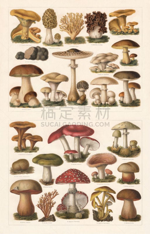 Edible mushrooms, top: 1) Saffron milk cap (Lactarius deliciosus); 2) Morel (Morchella esculenta); 3) Ramaria aurea (or Clavaria flava); 4) Gyromitra esculenta (or Helvella esculenta); 5) Golden chanterelle (Cantharellus cibarius); 6) Périgord truffle (Tu