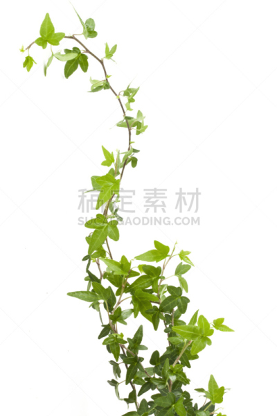 常春藤,有蔓植物,白色背景,分离着色,攀缘植物,卷须,藤蔓植物,植物茎,剪贴路径,植物学