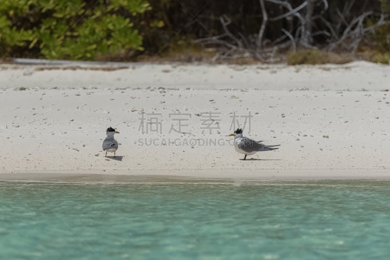 海鸟,凤头燕鸥,水,美,水平画幅,沙子,优美,鸟类,野外动物,户外