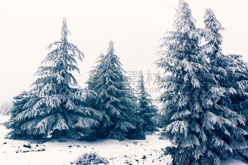 雪,冬天,全景,地形,寒冷,安静,霜,滑雪板,松树,背景