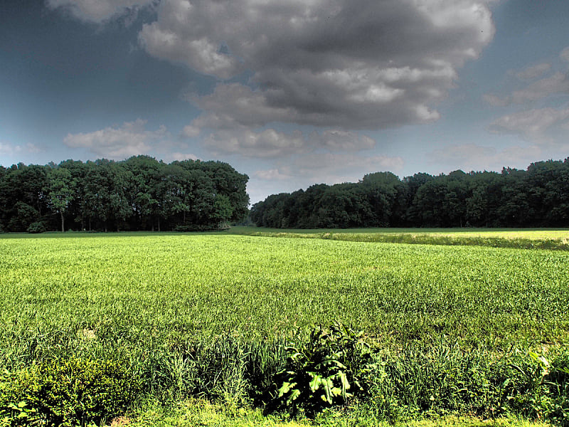 田地,草地,水平画幅,无人,森林,户外,德国,摄影,树