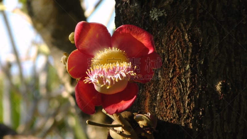 Blüte vom Kanonenkugelbaum