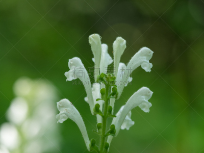 白色,瓦尔省,自然,水平画幅,绿色,无人,日本,夏天,户外,野生植物