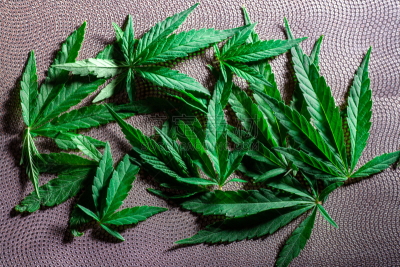叶子,背景,纹理,农业,药,花盆,复古风格,草,堆,农场