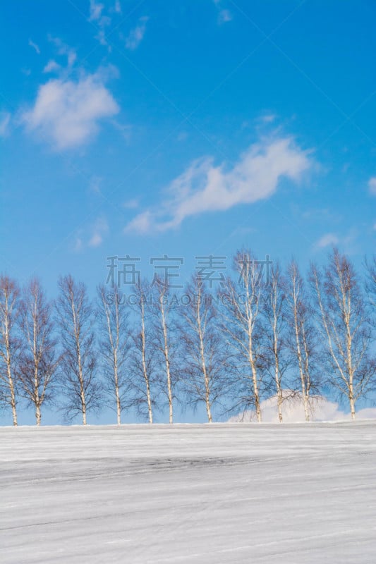 雪,春天,美瑛町,田地,白桦,贺卡,白桦树,深雪,植物,背景