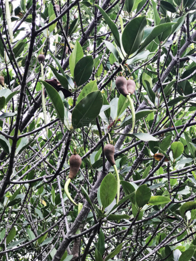 泰国,水果,根部,红树,圆形,美国红树,垂直画幅,水,椭圆形,形状