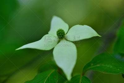 山茱萸,四照花,六月,水平画幅,绿色,水果,无人,五月,仅一朵花,白色