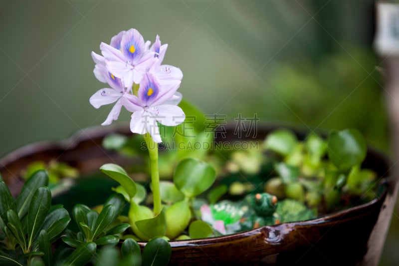 凤眼莲,自然,水平画幅,无人,户外,野生植物,特写,野花,植物,叶子