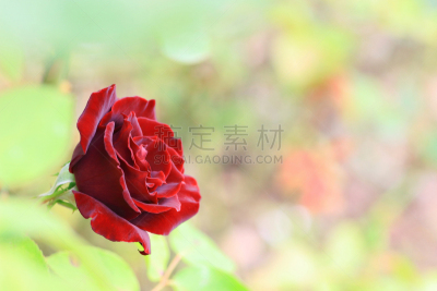 玫瑰,红色,深的,美,留白,水平画幅,枝繁叶茂,无人,黑珍珠,户外