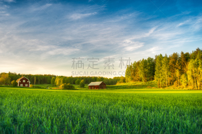 夏天,田地,林雪平,瑞典,普通小麦,东约特兰,天空,留白,水平画幅,谷仓