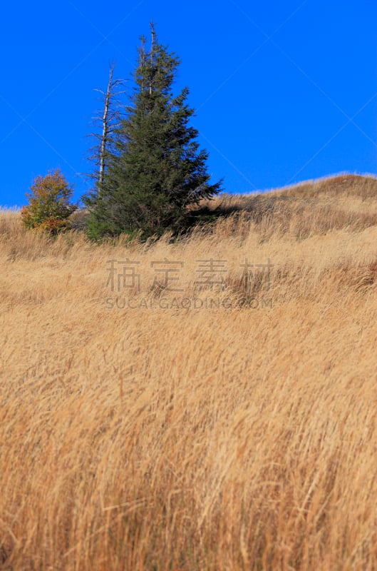 波兰,山,南,东,草,位置,小路,户外,天空,晴朗