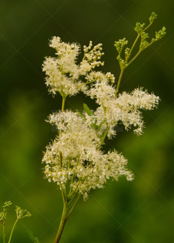 锈线菊属的灌木,草地,夏天,自然美,自然,垂直画幅,美,禅宗,茶树,芳香的