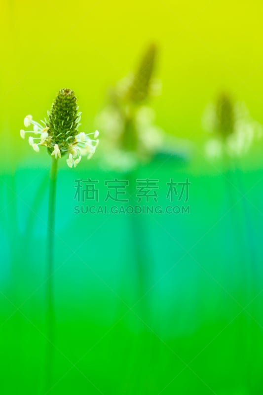 自然,垂直画幅,夏天,草,营养阶段,大特写,背景,草地,前景聚焦,斯普林费德