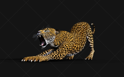 绘画插图,虎,美洲豹,三维图形,人的眼睛,指甲,暗色,白色,黑色