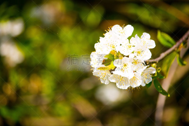 Kirschblüte - Sakura