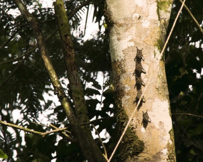 蝙蝠,tortuguero national park,托尔图格诺,里蒙省,哥斯达黎加,中美洲,水平画幅,热带雨林,旅行者,野外动物