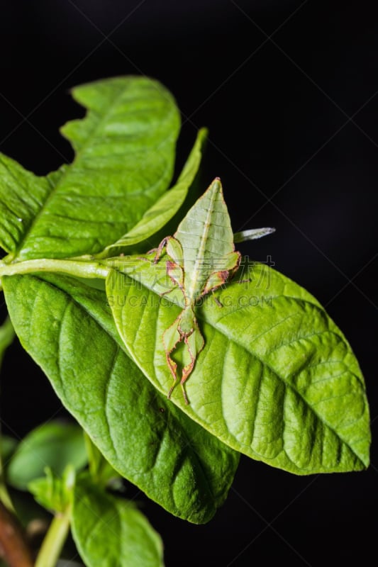 竹笋虫科,自然,垂直画幅,无脊椎动物,野生动物,绿色,动物身体部位,野外动物,胸腔,翅膀