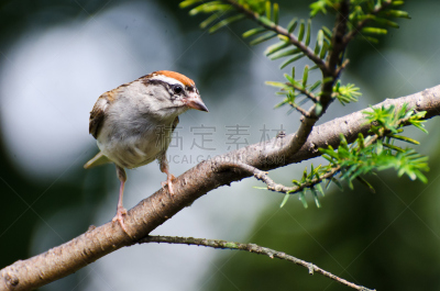 Chipping Sparrow,枝,自然,褐色,野生动物,水平画幅,鸟类,野外动物,栖息,坐