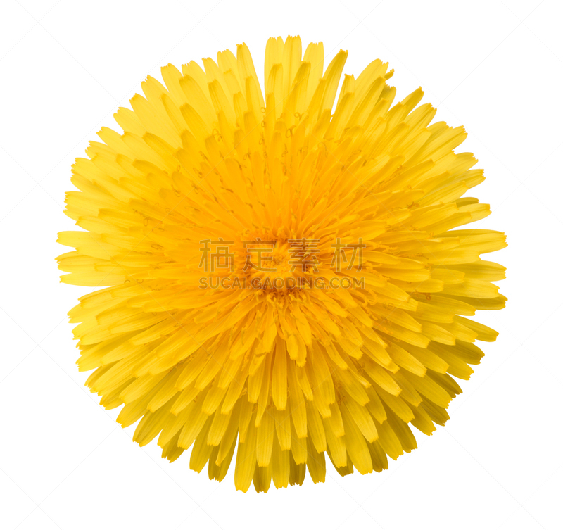 蒲公英,花头,蒲公英种子,蔬菜,草本,替代医药,食品,图像,花朵,人的头部