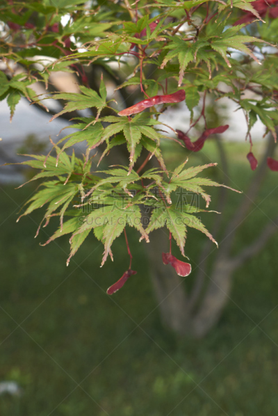 鸡爪枫,枫树的翅果,枯山水,东方石景花园,垂直画幅,公园,枝繁叶茂,无人,夏天,户外