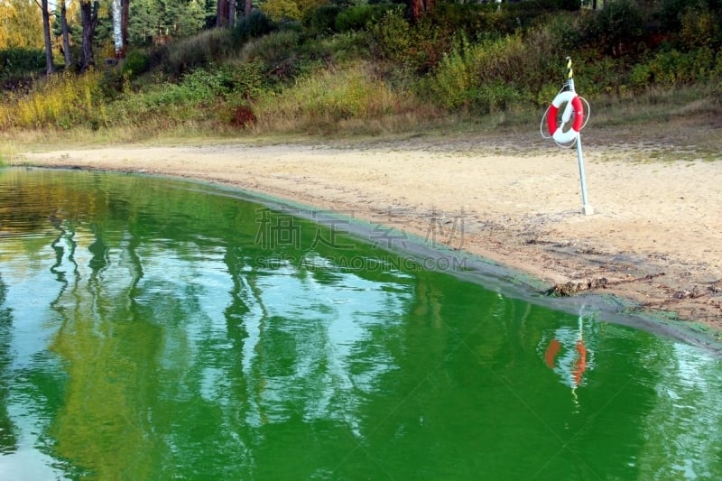 绿藻,淡水,湖,海滩,拥挤的,花头,赤潮,富营养化,藻青菌,浮游植物