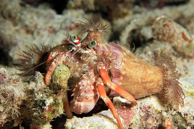 海葵寄居蟹,巴布亚省,四王岛,珊瑚海,寄生蟹,共生关系,水肺潜水,水平画幅,无人,水下