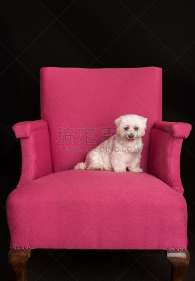 扶手椅,可爱的,西高地白猎犬,粉色,垂直画幅,美,梗犬,特写,工作室,友谊