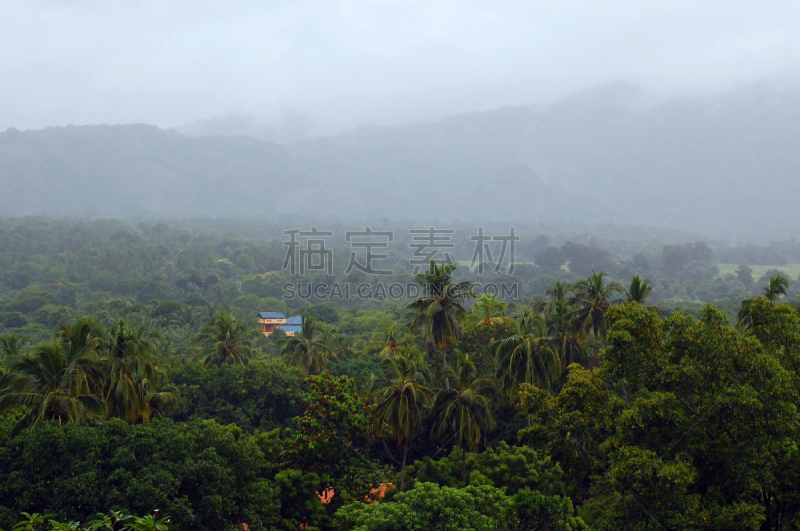 雾,斯里兰卡,植物群,天空,水平画幅,山,无人,早晨,热带雨林,户外